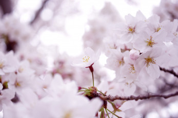 Картинка цветы сакура вишня ветки цветение нежность