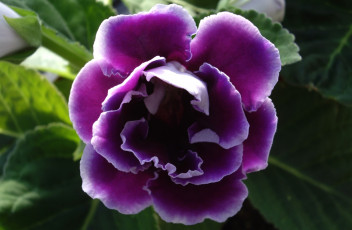 Картинка цветы глоксиния синнингия фиолетовый