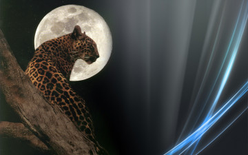 Картинка животные леопарды луна тёмный фон линии леопард
