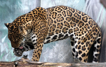 Картинка животные Ягуары язык