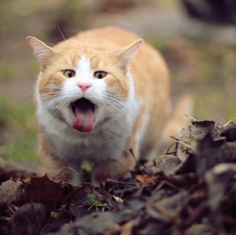 Обои картинки фото животные, коты, листья, язык, рыжий, кот