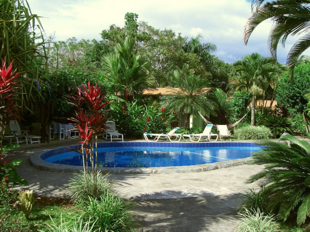 Обои картинки фото интерьер, бассейны, открытые, площадки, пальмы, бассейн, шезлонги