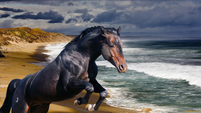 Обои картинки фото животные, лошади, конь, жеребец, море