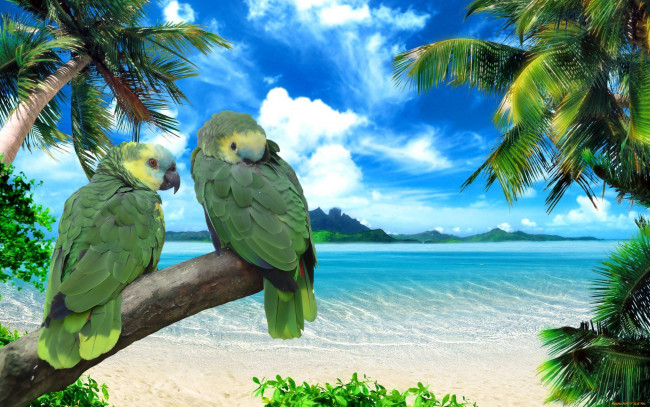 Обои картинки фото синелобый, амазон, животные, попугаи, пальмы, море