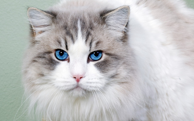 Обои картинки фото животные, коты, взгляд, голубые, глаза