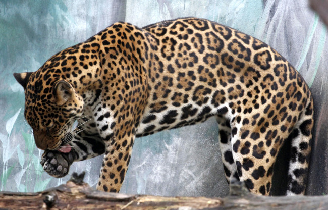 Обои картинки фото животные, Ягуары, язык