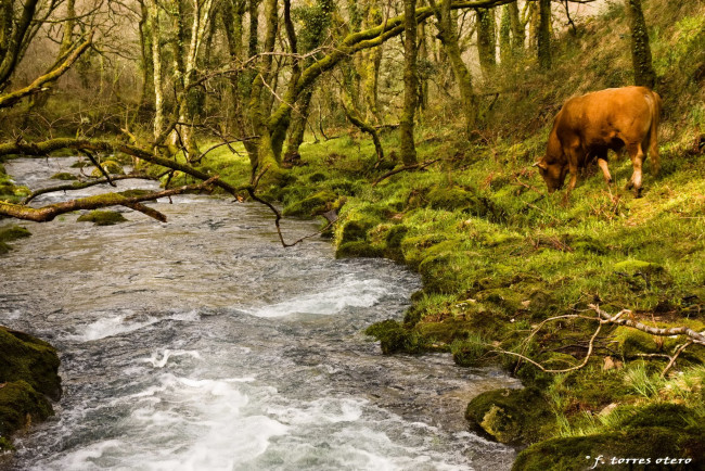 Обои картинки фото животные, коровы, буйволы, cow