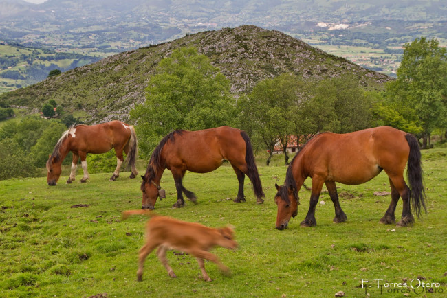 Обои картинки фото животные, лошади, horse