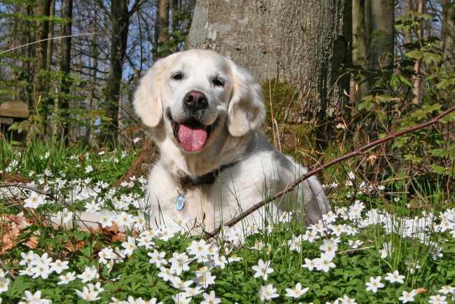 Обои картинки фото животные, собаки, собака, лето, цветы