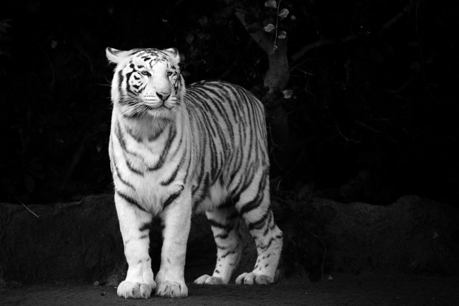 Обои картинки фото животные, тигры, белый, стоит, чёрно-белый, сномок, тигр