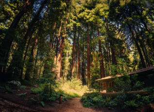 Картинка природа лес калифорния
