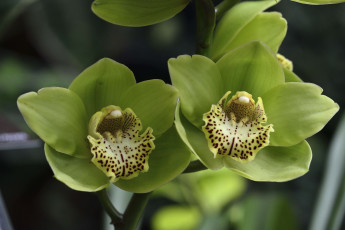 Картинка цветы орхидеи зеленый экзотика