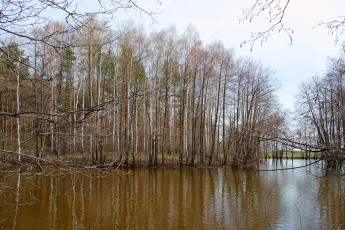 Картинка озеро природа реки озера весна лес