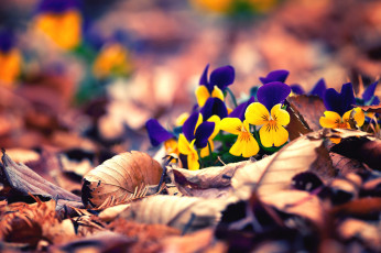 Картинка цветы анютины глазки садовые фиалки листья виола