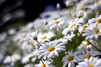 Картинка цветы ромашки нивянник белый