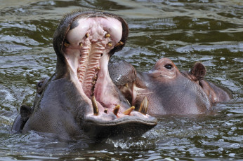 Картинка животные бегемоты пасть зубы