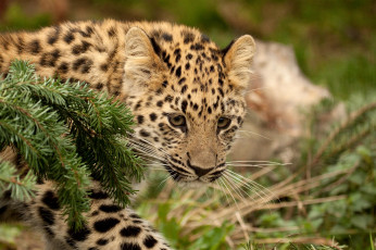Картинка животные леопарды малыш амурский леопард