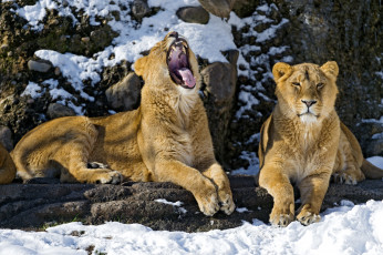 Картинка животные львы львицы пасть