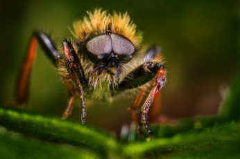 Картинка животные насекомые жук макро