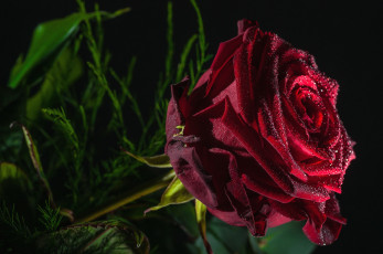 Картинка цветы розы бордовый капли