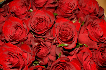 Картинка цветы розы красный много охапка