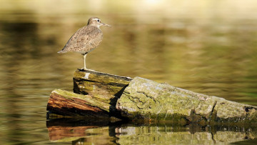 Картинка животные птицы птица кулик озеро бревно