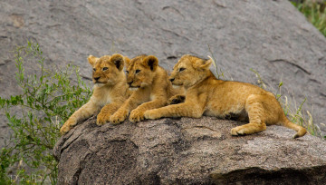 Картинка животные львы трио львята
