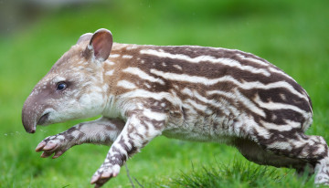 обоя tapir, животные, тапиры, малыш, тапир, хоботок, полосатый