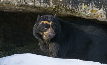 Картинка животные медведи очковый медведь