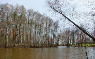 Картинка лесное озеро природа реки озера весна лес
