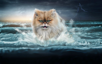Картинка разное компьютерный дизайн море кот молния волны