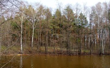 Картинка весенний лес природа весна озеро
