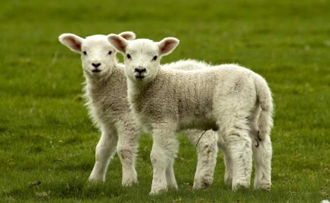 Обои картинки фото животные, овцы, бараны, малыши