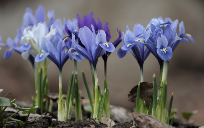 Обои картинки фото цветы, ирисы, весна, голубые