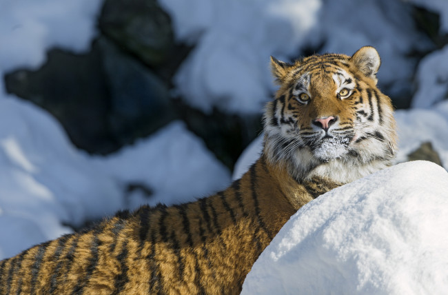 Обои картинки фото животные, тигры, снег, красавец