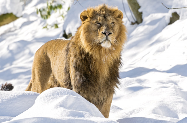 Обои картинки фото животные, львы, царь, снег