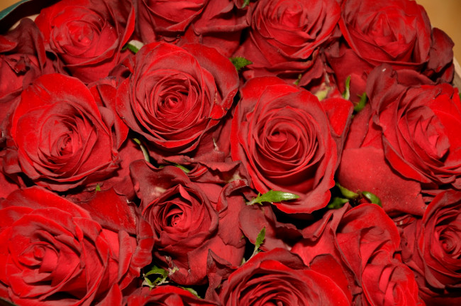 Обои картинки фото цветы, розы, красный, много, охапка
