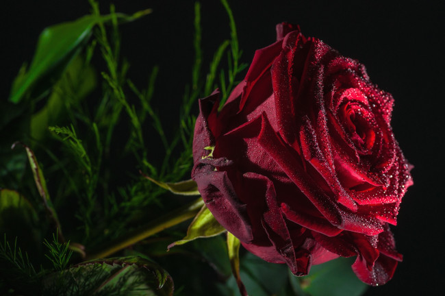Обои картинки фото цветы, розы, бордовый, капли