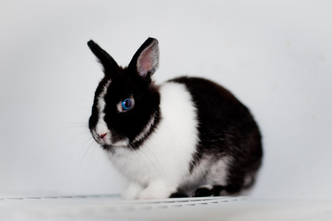 Обои картинки фото животные, кролики, зайцы, кролик, глаза
