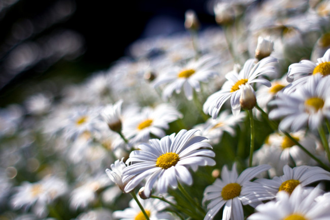 Обои картинки фото цветы, ромашки, нивянник, белый