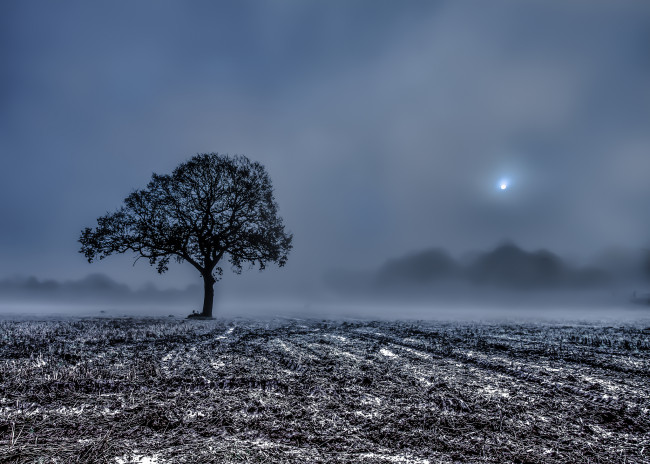 Обои картинки фото природа, поля, утро, туман, жнивьё, дерево