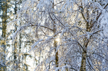 Картинка природа зима свет солнце ветки снег деревья березы