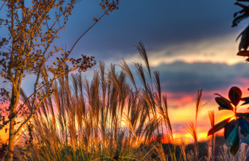 Картинка природа восходы закаты зарево трава
