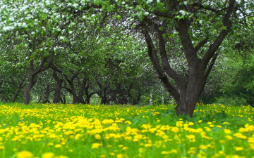 Картинка природа парк цветение яблони сад деревья весна размытость цветы трава одуванчики