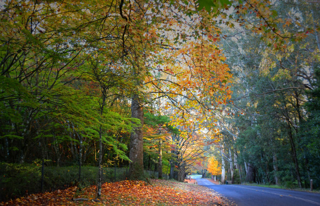Обои картинки фото природа, дороги, шоссе, осень, лес