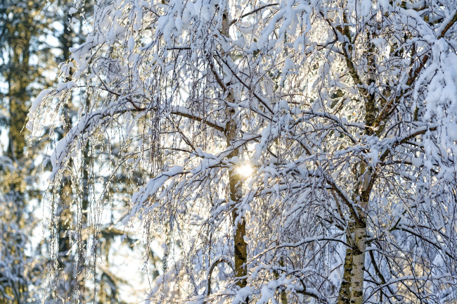 Обои картинки фото природа, зима, свет, солнце, ветки, снег, деревья, березы