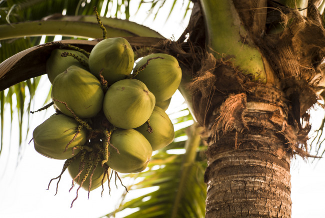 Обои картинки фото природа, плоды, кокосы