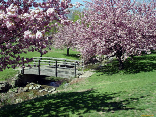 Картинка природа парк весна мостик