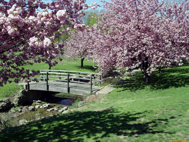 Обои картинки фото природа, парк, весна, мостик