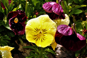 Картинка цветы анютины+глазки+ садовые+фиалки макро